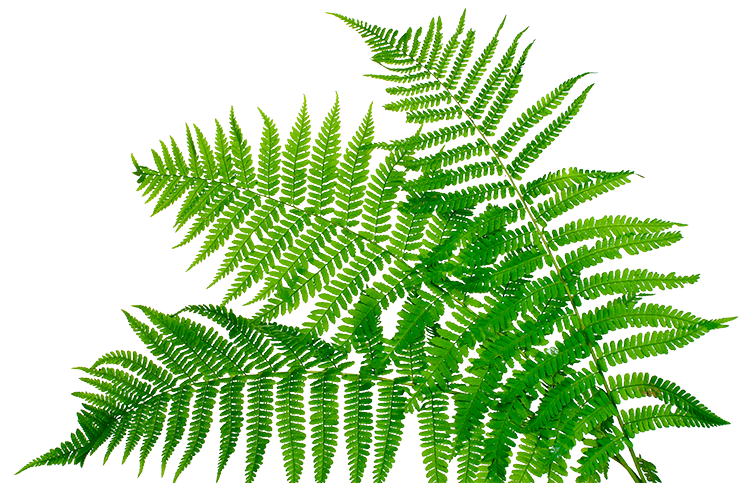 New Zealand Fern